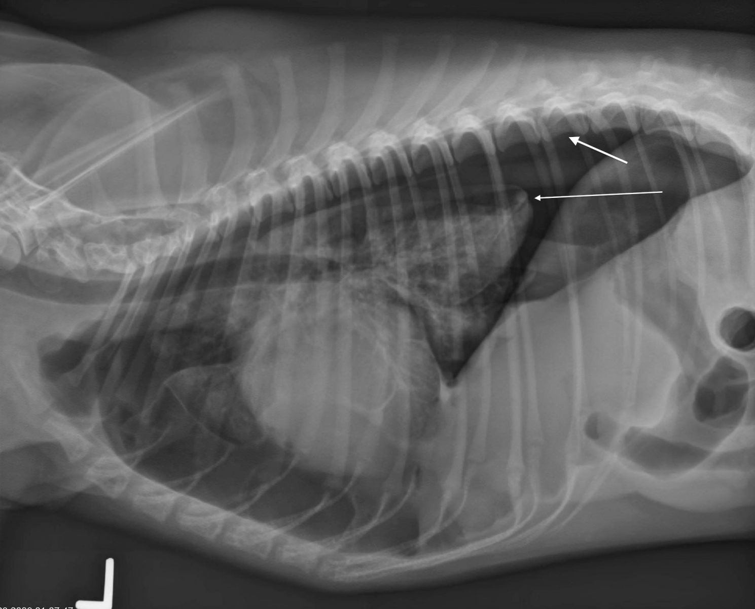 Spontaneous Pneumothorax Long Island Veterinary Specialists Long